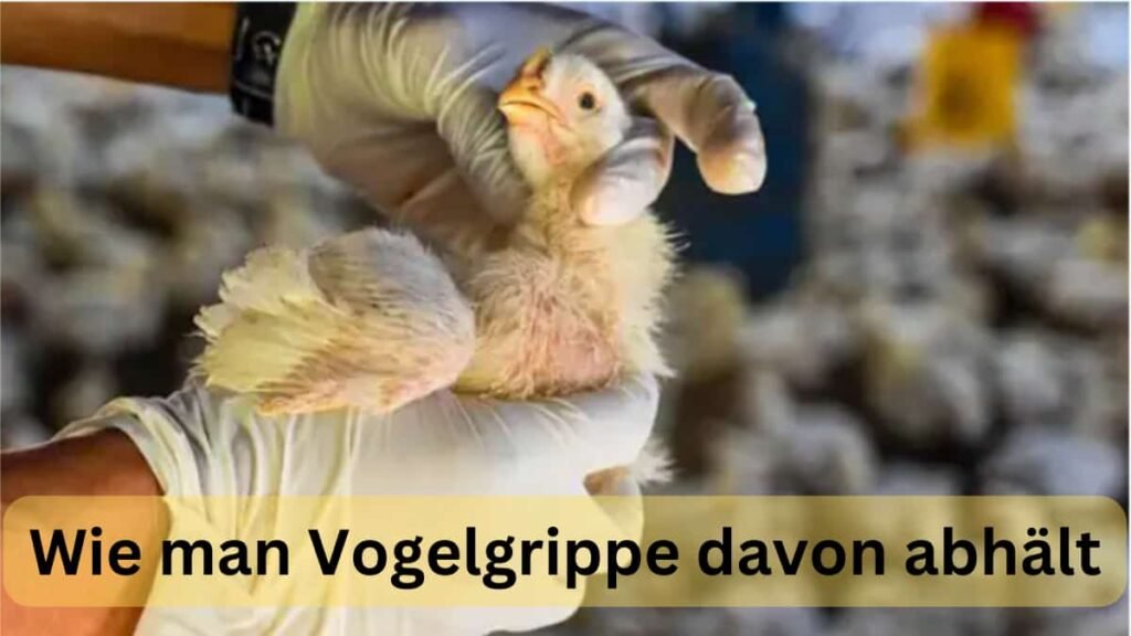 Wie man Vogelgrippe davon abhält, die nächste Pandemie zu werden